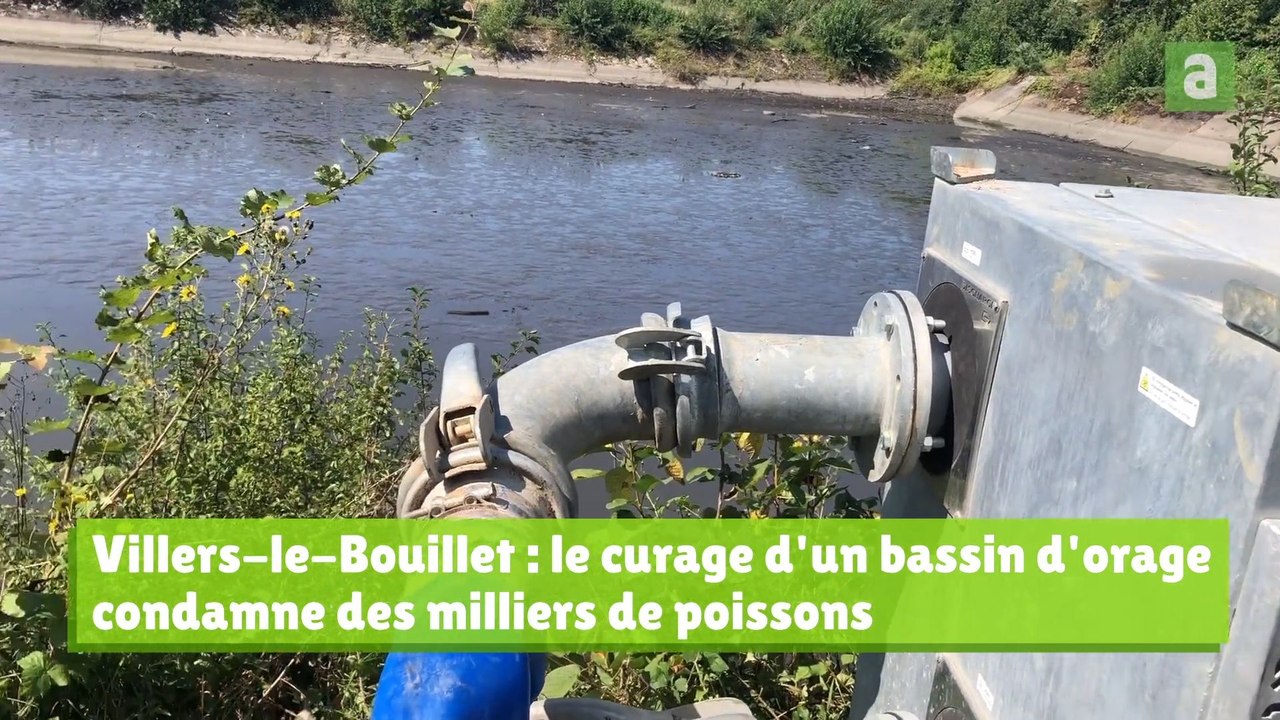 Villers-le-Bouillet : le curage d'un bassin d'orage condamne des milliers de poissons