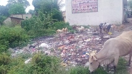 तिफरा से लगे अमेरी में पेयजल पाइप लाइन नहीं, सड़के कीचड़ से सराबोर, सफाई नहीं, लगा कचरे का ढेर