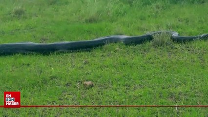 Van'da dev yılan görüldüğü iddiası gerçek dışı çıktı