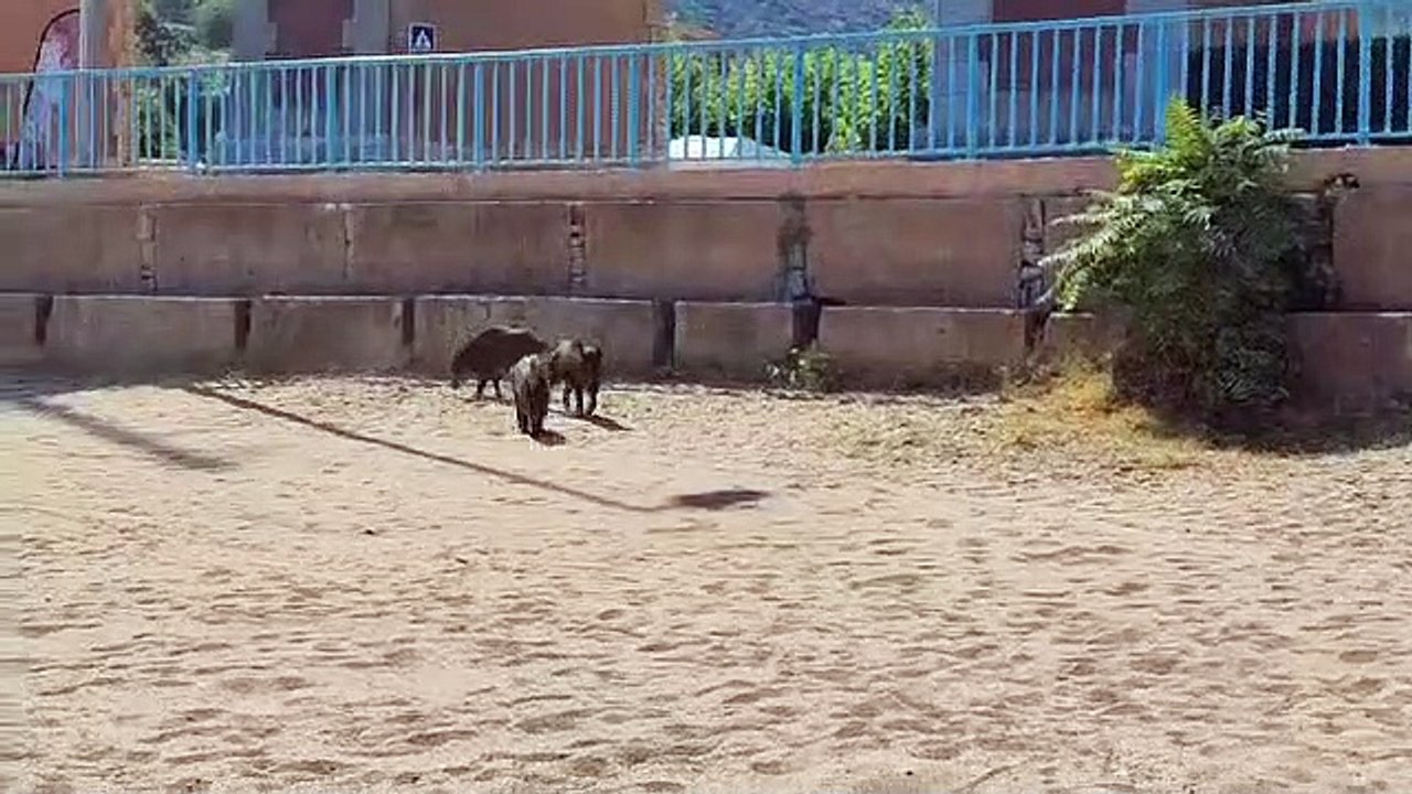 Une famille de sangliers sur la plage d'Anthéor, à Saint-Raphaël, ce lundi 21 août