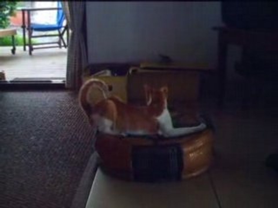 Barouf da cat