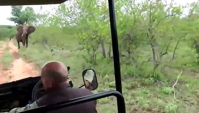 Ce guide safari reste zen face à un troupeau d'éléphants en colère