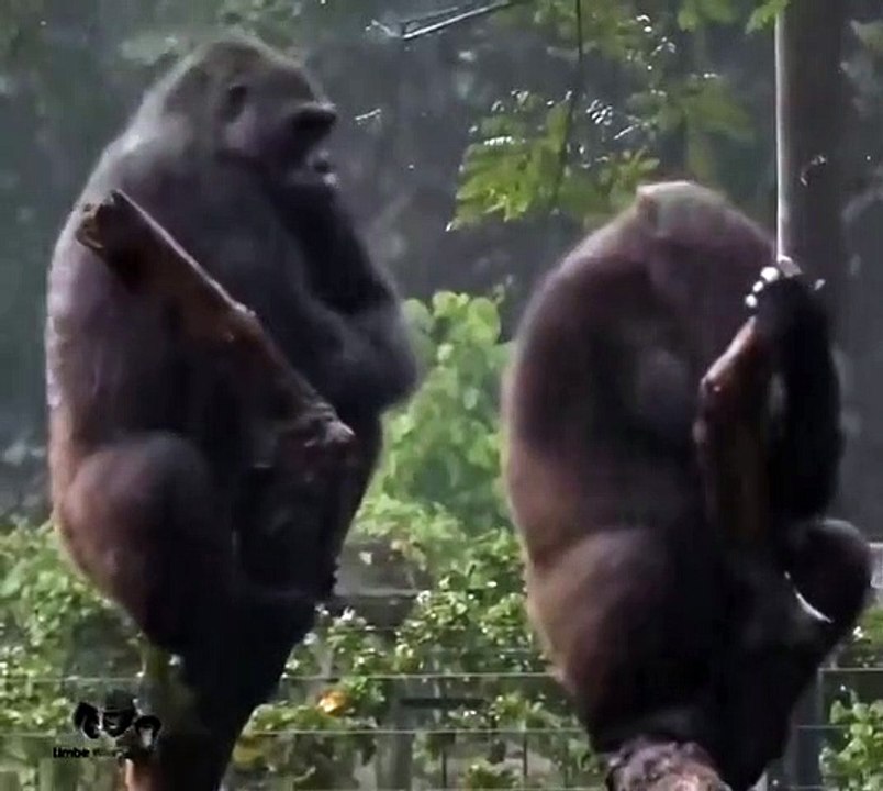 Ce couple de gorilles se dispute comme un vrai petit couple de jeunes mariés