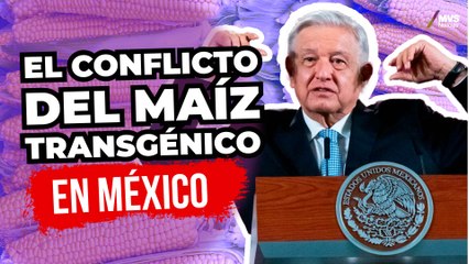 ¿AMLO está MAL INFORMADO de la prohibición del MAÍZ TRANSGÉNICO?