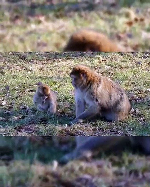 Amazingly Intelligent Monkeys