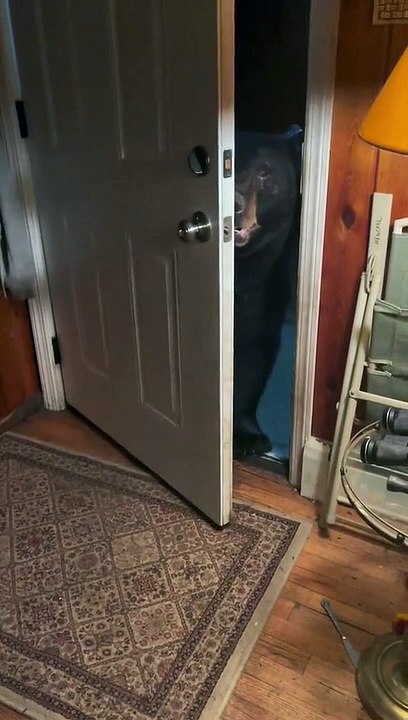 Wild Bear Is Very Polite
