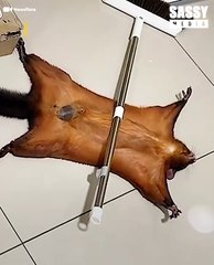 Cheeky Flying Squirrel Pretends To Be Dead