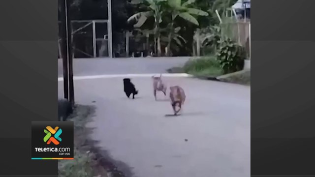 tn7-tn7-perros-golfito-210823