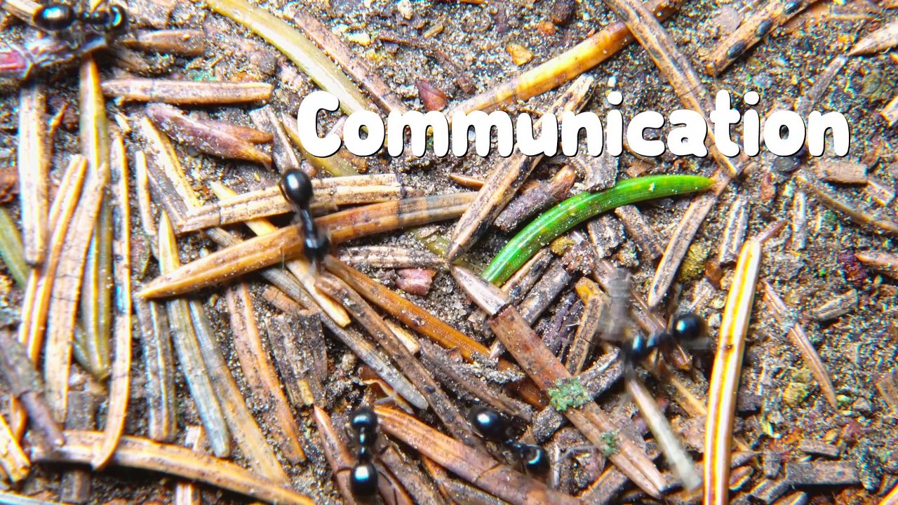 Ant Communication