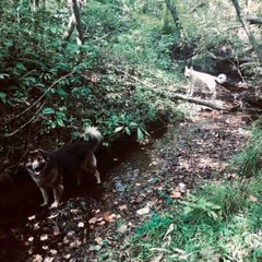 Long Gone by Oliver Anthony