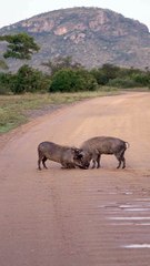 Warthog Sparring Contest