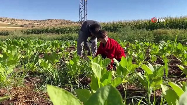 Mardin'de Kavurucu Sıcakta Tütün Mesaisi