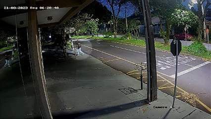 VÍDEO: Câmera de segurança flagra motorista abandonando filhotes de cachorro em avenida de Umuarama