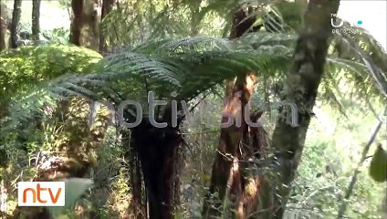 Emergencia en Samaipata denuncian maquinaria en el bosque de los Helechos Gigantes