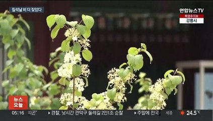 견우·직녀의 눈물?… 실제로 '칠석' 비 자주 내렸다
