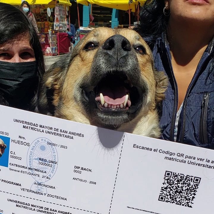 PERRITOS CON MATRÍCULA