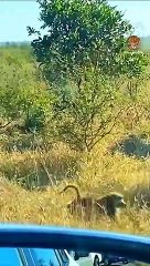 Extreme wildlife | monkeys furiously attack cheetah