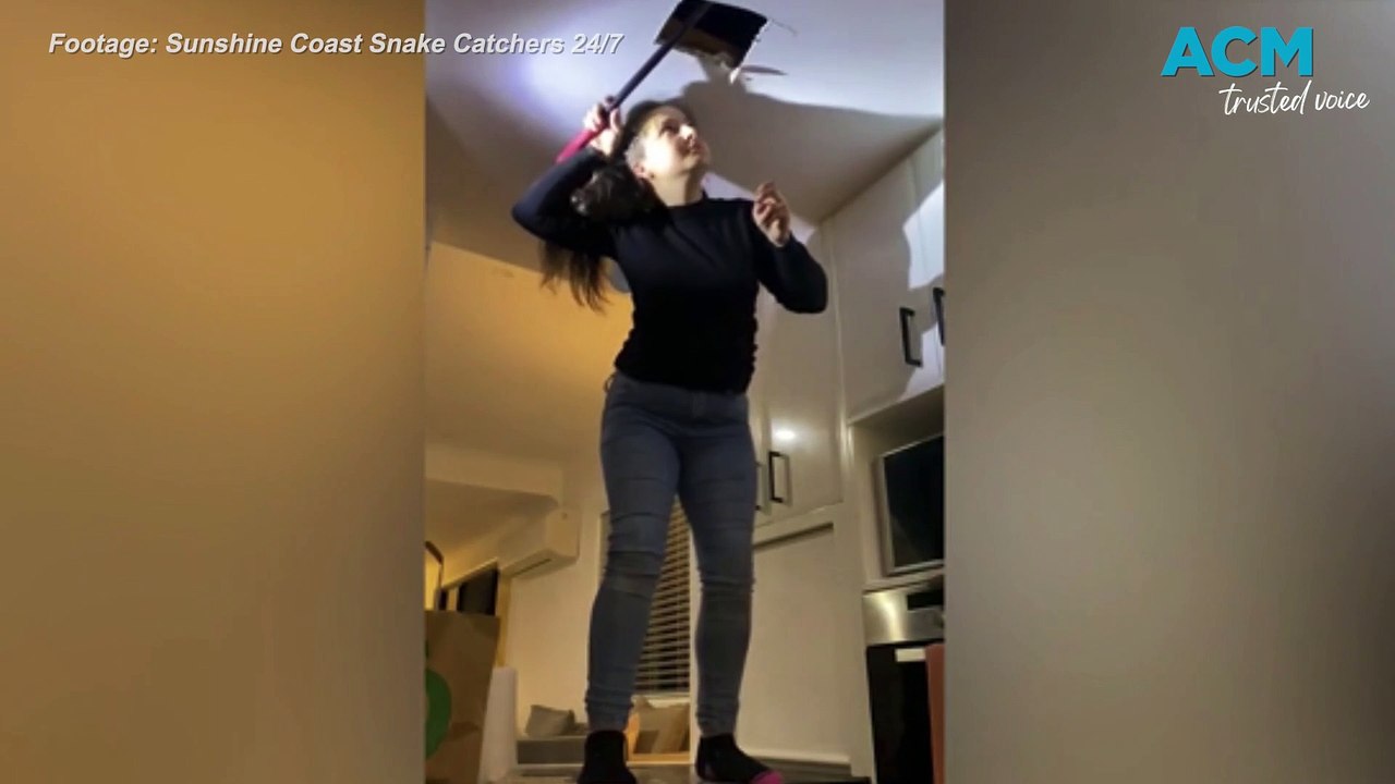 Snake catcher wrangles two massive carpet pythons