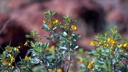 Traditional owners want special wildlife reserve status
