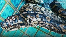 Rescued Python Covered In Hundreds Of Ticks