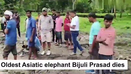 Oldest Asiatic Elephant, Bijuli Prasad passes away at the age of 89.+Watch what was happened to Bijuli.