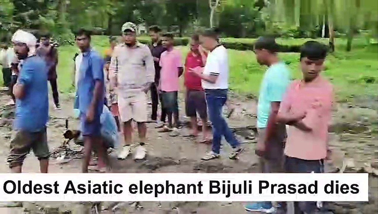 Oldest Asiatic Elephant, Bijuli Prasad passes away at the age of 89.+Watch what was happened to Bijuli.