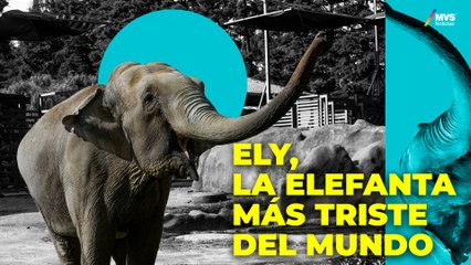 ELY y la SUPREMA CORTE: Un veredicto que puede ROMPER paradigmas
