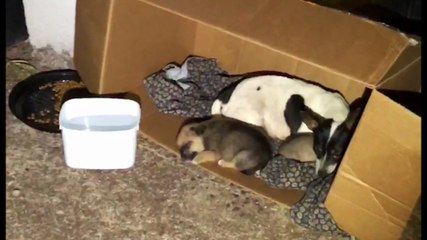 Moradores pedem ajuda para resgatar cachorra e filhotes no Alto Alegre