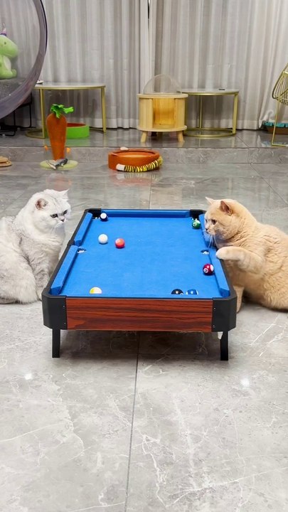 Funny cats,funny videos,funny animals