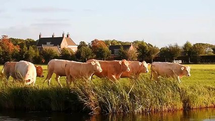 cattle cows animal