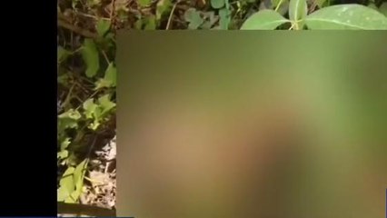 అల్లూరి: జిల్లాలో పెద్దపులి కలకలం
