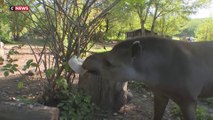 Canicule : au zoo de Thoiry, glaçons et friandises sont préparés pour rafraîchir les animaux
