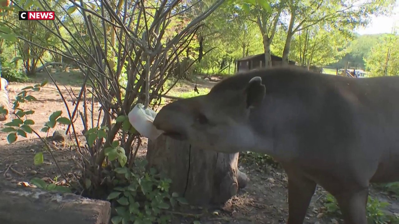 Canicule : au zoo de Thoiry, glaçons et friandises sont préparés pour rafraîchir les animaux