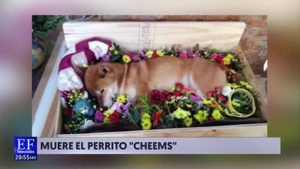 El perrito "Cheems" murió a los 12 años