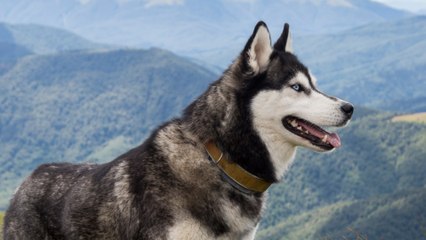 Ein Mann und sein Hund erkunden auf dem Motorrad alle 50 Staaten der USA