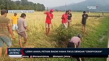 Lebih Aman, Petani Basmi Hama Tikus dengan Gropyokan