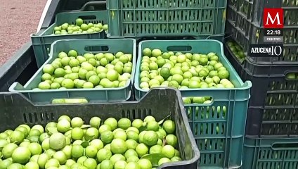 En Michoacán asedio de "Los Viagra" obliga a limoneros a detener producción