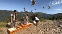 Hatay'da doğaya 600 keklik salındı