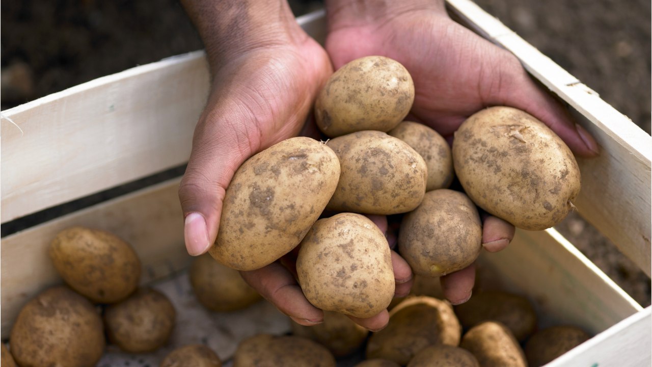 Kartoffeln roh essen: Wirklich giftig oder nur Mythos?