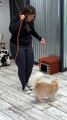 قطة تدخل موسوعة غينيس للأرقام القياسية في رياضة القفز بالحبل