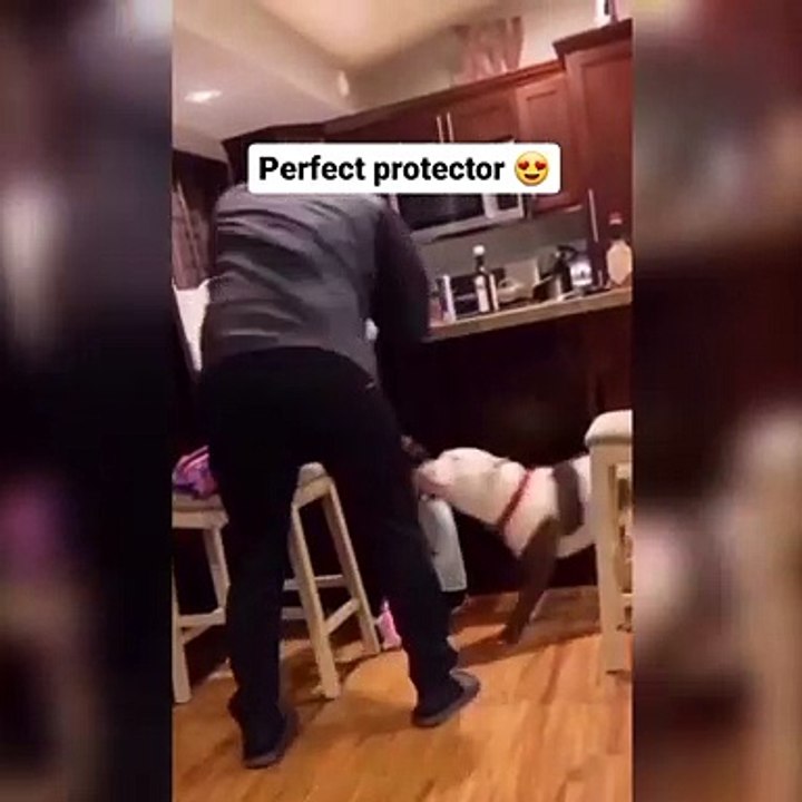 Çocuğa vuruyormuş gibi numara yaptı, köpek o çocuğu adama karşı böyle korudu