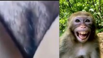 Funny videos,funny monkeys,funny animals/hahahah/huhuhu/hihihi/heheheh/xixixi/wkwkwk