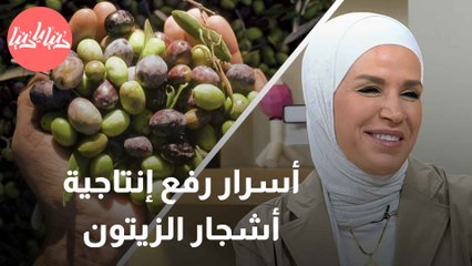 كيف تجعل من شجر الزيتون مصدرًا لمحصول وفير؟ نصائح وإرشادات مهمة