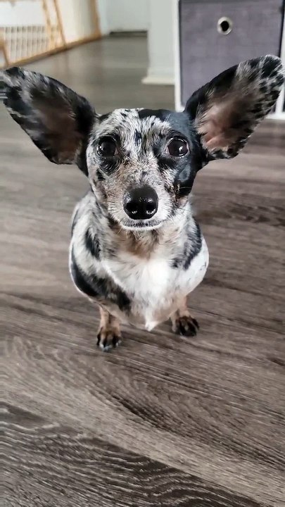 All ears.