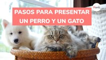 Cómo hacer para que un perro y un gato se lleven bien