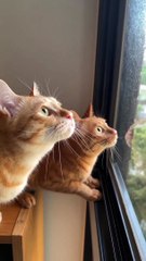 Funny videos,funn catsFunny videos,فيديو مضحك/grappige video/ смешнае відэа/ 有趣的視頻/ sjov video / hauska video/bhidio èibhinn/fyndið myndband/video divertente/面白いビデオ/ lustiges Video/ 웃긴 영상/ witzeg Video/ śmieszny filmik/Vídeo engraçado/vidéo drôle/ смешное