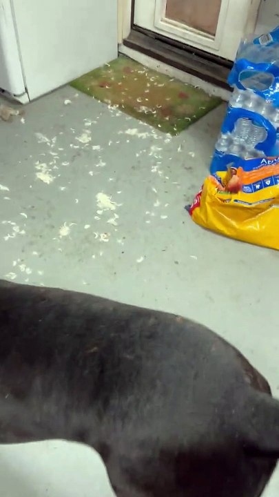 Les chiens démontrent combien de plumes il y a dans un oreiller king size