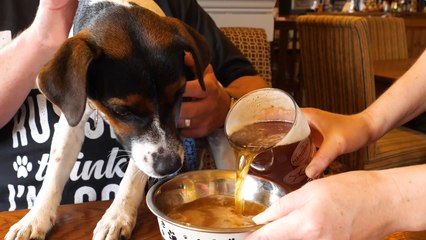 Britain’s Best Pub for DOGS Has Two Menus Just for Pooches