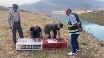 Siirt'te 600 kınalı keklik doğaya salındı