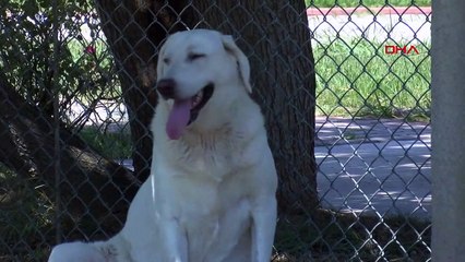 Ceux qui veulent acheter un chien de berger turc chez TİGEM attendent 6 mois